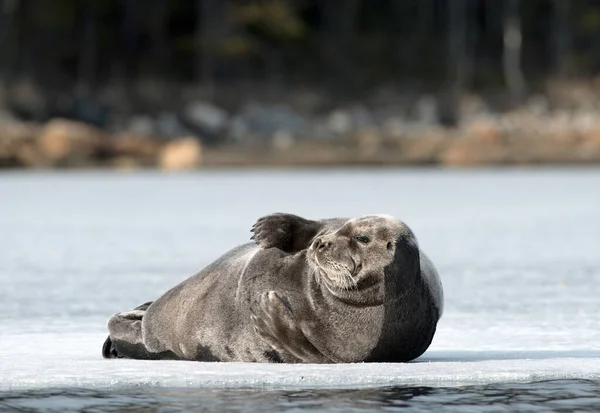 Zeehond Rustend Een Ijsschots Het Bebaarde Zegel Ook Wel Vierkante — Stockfoto