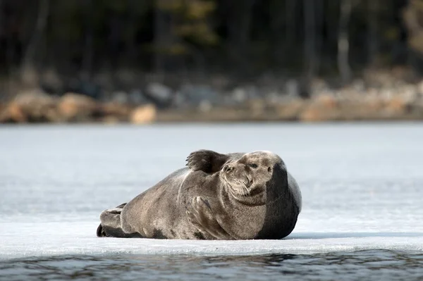 Zeehond Rustend Een Ijsschots Het Bebaarde Zegel Ook Wel Vierkante — Stockfoto