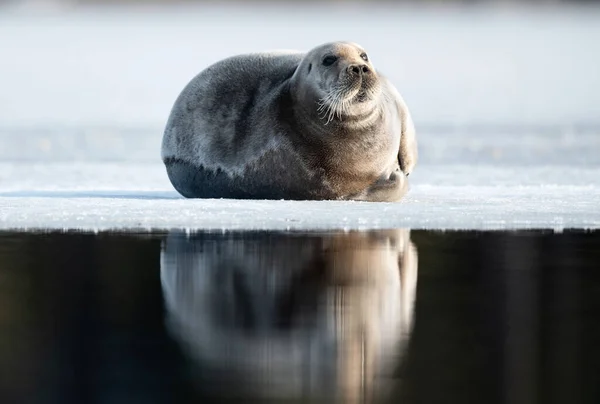 海豹在浮冰上休息 带胡子的印章 也叫正方形Flipper印章 Erignathus Barbatus 俄罗斯 — 图库照片
