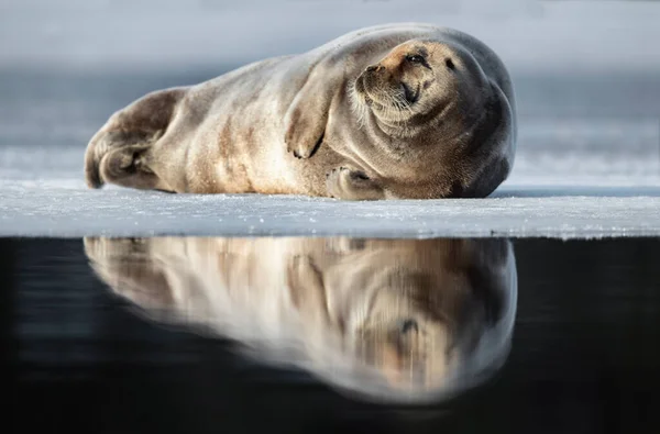 Tuleni Odpočívají Ledové Kře Vousatý Tuleň Také Nazývaný Čtvercový Ploutev — Stock fotografie