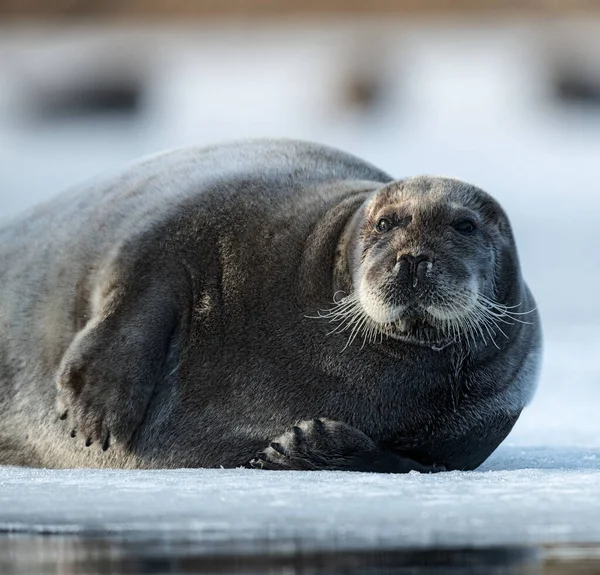 海豹在浮冰上休息 靠近点带胡子的印章 也叫正方形Flipper印章 Erignathus Barbatus 俄罗斯 — 图库照片