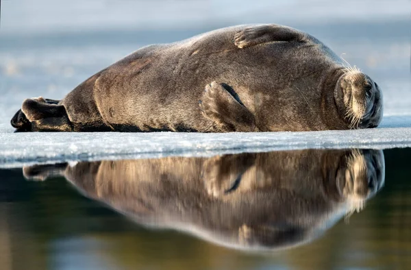 Zeehond Rustend Een Ijsschots Het Bebaarde Zegel Ook Wel Vierkante — Stockfoto