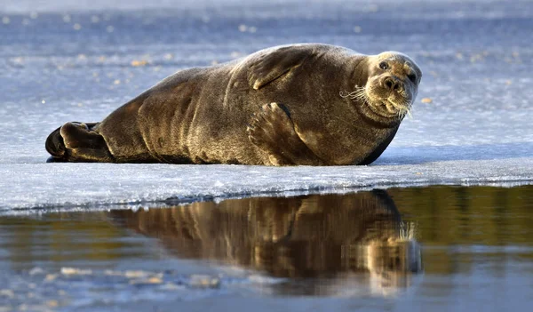 Robben Ruht Auf Einer Eisscholle Die Bärtige Robbe Auch Quadratflipperrobbe — Stockfoto