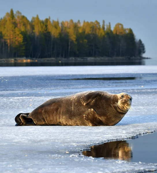 Tuleni Odpočívají Ledové Kře Vousatý Tuleň Také Nazývaný Čtvercový Ploutev — Stock fotografie