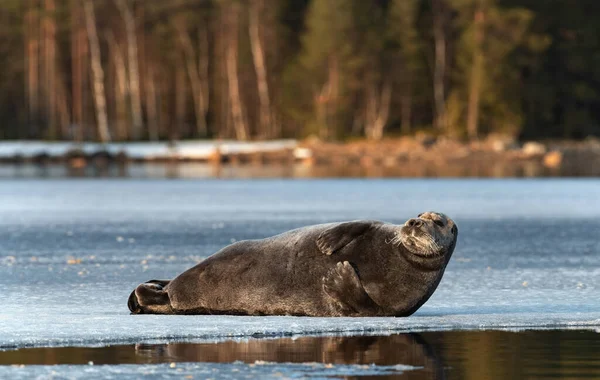 Seal Resting Ice Floe Bearded Seal Also Called Square Flipper — Stock Photo, Image