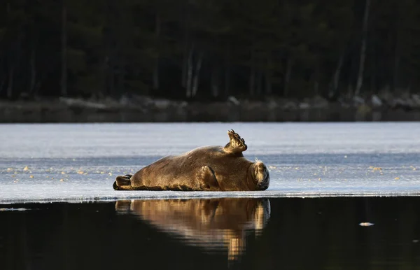 Seal Resting Ice Floe Bearded Seal Also Called Square Flipper — Stock Photo, Image