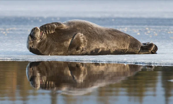 Sello Descansando Sobre Témpano Hielo Sello Barbudo También Llamado Sello —  Fotos de Stock