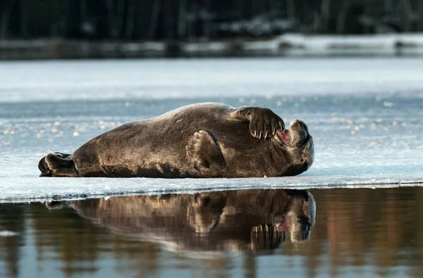 Seal Resting Ice Floe Bearded Seal Also Called Square Flipper — Stock Photo, Image