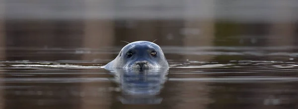 Swimming seal. The bearded seal, also called the square flipper seal. Scientific name: Erignathus barbatus. White sea, Russia