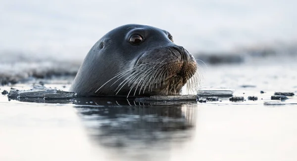 Swimming seal. The bearded seal, also called the square flipper seal. Scientific name: Erignathus barbatus. White sea, Russia