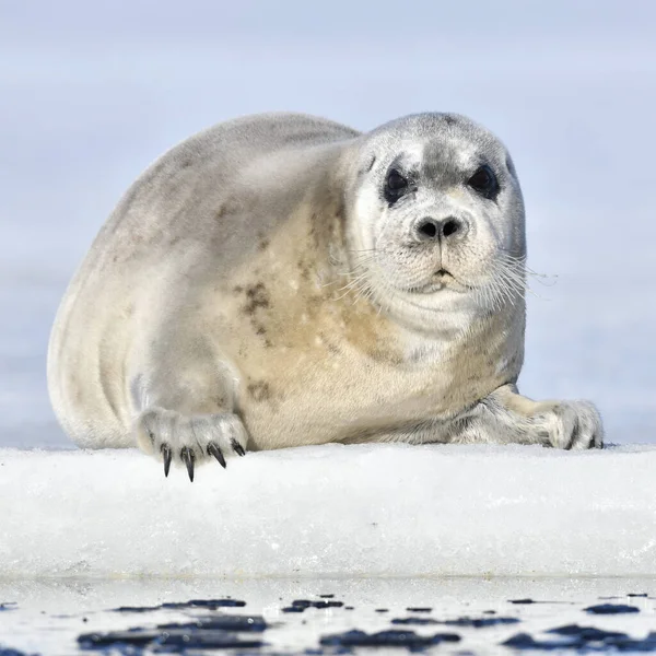 Mladistvý Tuleň Odpočívající Ledové Kře Přední Pohled Detailní Záběr Vousatý — Stock fotografie