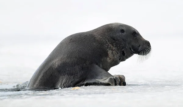 海豹在浮冰上攀爬 带胡子的印章 也叫正方形Flipper印章 Erignathus Barbatus 俄罗斯 — 图库照片