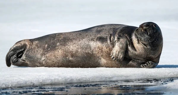 Tuleni Odpočívají Ledové Kře Zavřít Vousatý Tuleň Také Nazývaný Čtvercový — Stock fotografie