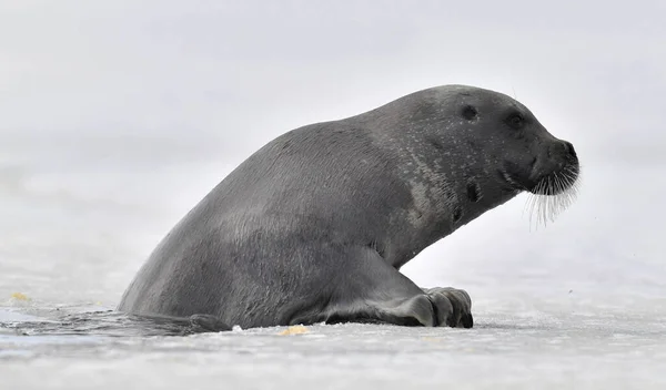 Sello Sube Témpano Hielo Sello Barbudo También Llamado Sello Aleta — Foto de Stock