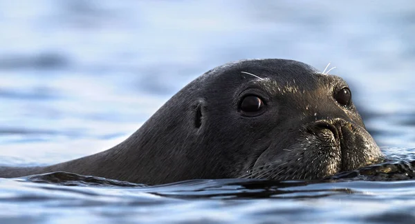 水泳シール 髭のシールは 正方形のフリッパーシールとも呼ばれます Erignathus Barbatus 白い海 ロシア — ストック写真