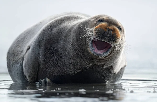 Smiling seal. Seal with open mouth. Closeup, front view. The bearded seal, also called the square flipper seal. Scientific name: Erignathus barbatus. White sea, Russia