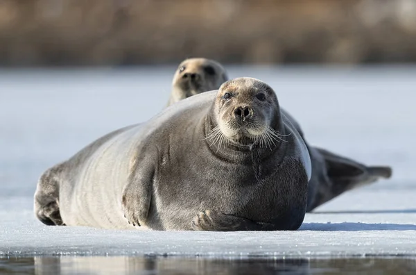 Tuleni Odpočívají Ledové Kře Zavřít Vousatý Tuleň Také Nazývaný Čtvercový — Stock fotografie