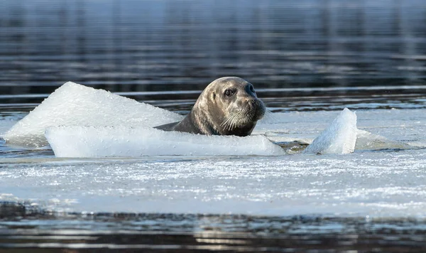 Foca Natación Sello Barbudo También Llamado Sello Aleta Cuadrada Nombre — Foto de Stock