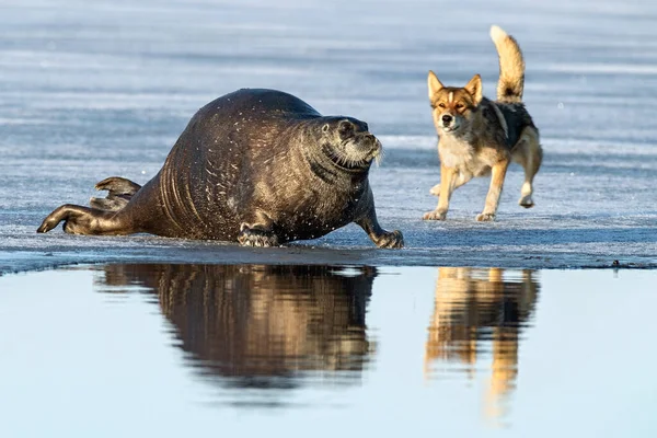 Cão Ataca Selo Selo Barbudo Também Chamado Selo Barbatana Quadrada — Fotografia de Stock