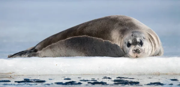 Zeehond Rustend Een Ijsschots Sluit Maar Het Bebaarde Zegel Ook — Stockfoto