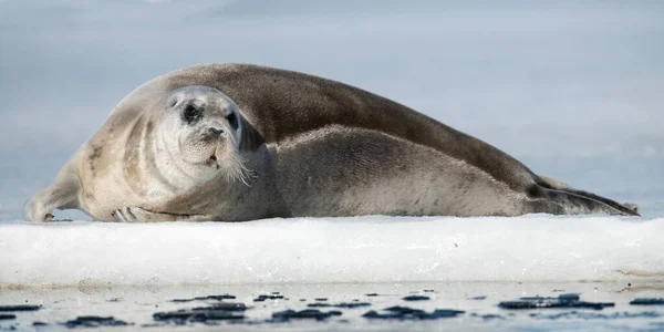 Zeehond Rustend Een Ijsschots Sluit Maar Het Bebaarde Zegel Ook — Stockfoto