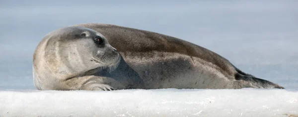 Zeehond Rustend Een Ijsschots Sluit Maar Het Bebaarde Zegel Ook — Stockfoto