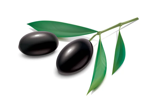 Olives branch. Black — Stock Photo, Image