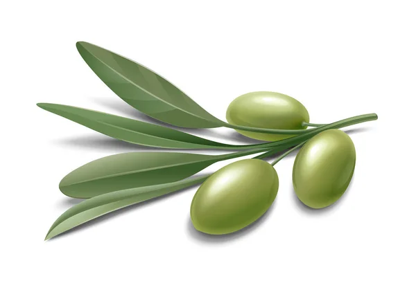 Olives branch. Green — Stock Photo, Image