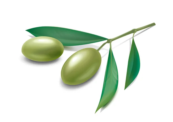 Olives branch. Green — Stock Photo, Image