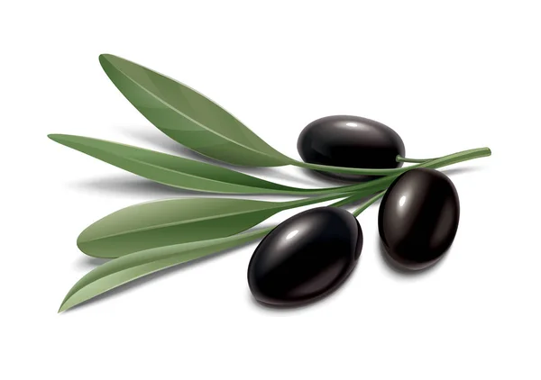Olivenzweig. schwarz — Stockfoto