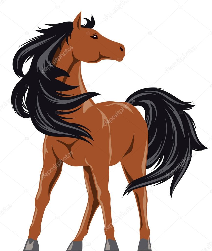 Horse illustration for your projects