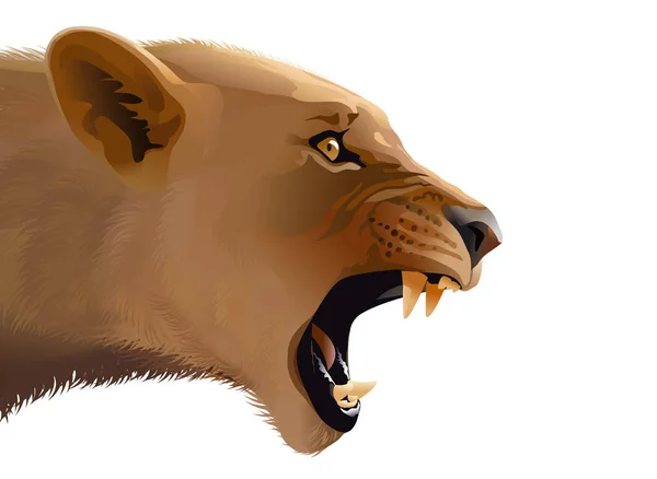 Ilustracja Wild Cat Head — Zdjęcie stockowe