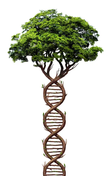 Drzewo Ewolucji Streszczenie Ilustracji — Zdjęcie stockowe