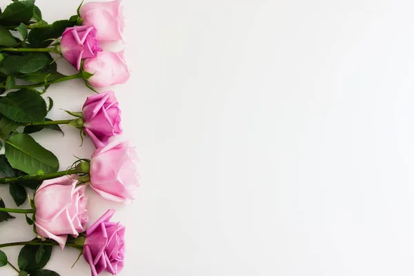 Семь роз на белом фоне — стоковое фото