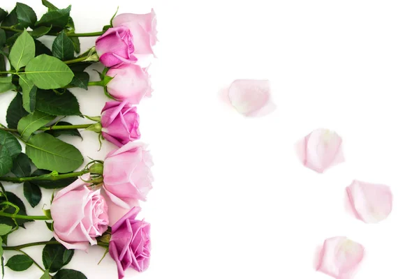 Семь роз на белом фоне — стоковое фото