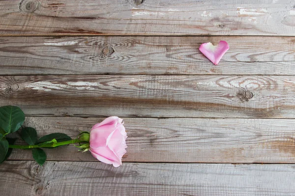 Одна пастельная роза на деревянном фоне . — стоковое фото