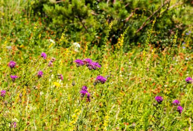 Ormandaki yeşil çayır.