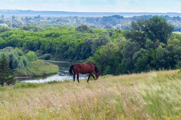 Pâturage du cheval à la campagne . — Photo