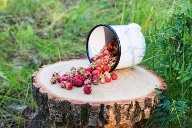 ormandaki yabani çilek.