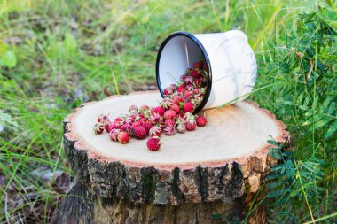 ormandaki yabani çilek.