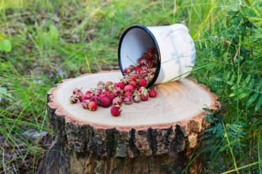 ormandaki yabani çilek.