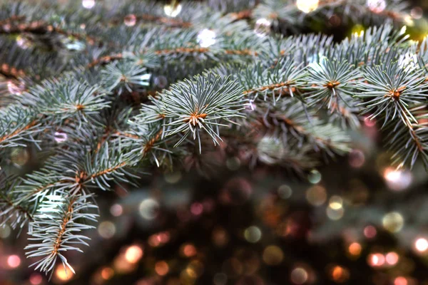 Julgran på suddig bakgrund. — Stockfoto