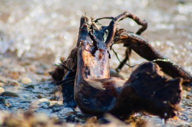 Kahverengi sahilde budak
