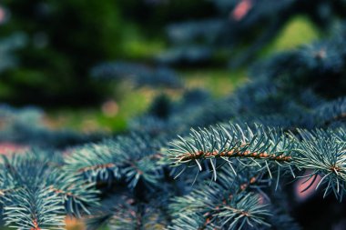 Arka plan bulanık Noel ağacına.