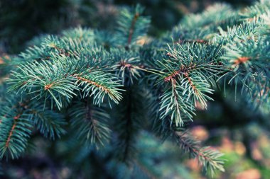 Arka plan bulanık Noel ağacına.