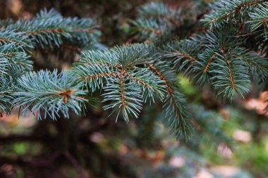 Arka plan bulanık Noel ağacına.