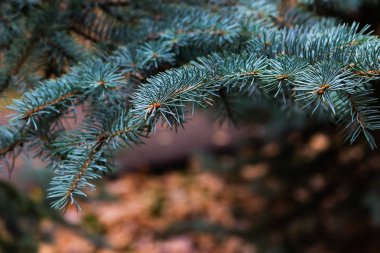 Arka plan bulanık Noel ağacına.