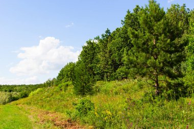 Orman arka plan üzerinde güzel çam