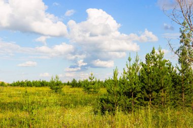 Orman arka plan üzerinde güzel çam