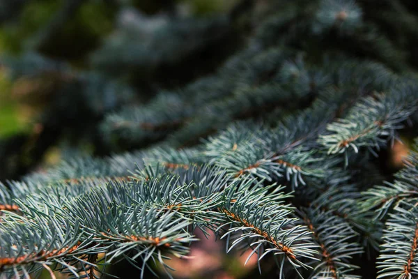 Julgran på suddig bakgrund. — Stockfoto